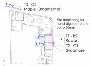 Tree Protection Plan Hand Dig